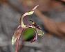 Chiloglottis trilabra - Tall Bird Orchid.jpg